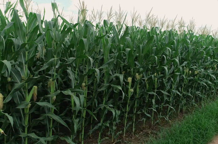 Sistema soja-milho sequestra mais carbono do que emite e reforça papel do agro na mitigação climática